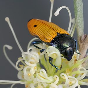 Castiarina armstrongi, PL0240B, male, on Hakea leucoptera ssp. leucoptera, LE, 14.9 × 5.5 mm